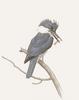 Glen Loates Art : Kingfisher