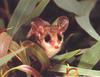 Pygmy-possum (Burramuyidae)