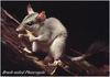 Brush-tailed Phascogale (Phascogale tapoatafa)