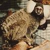 Common Marmoset (Callithrix jacchus)