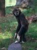 White-handed Gibbon (Hylobates lar)