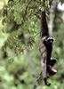 Gibbon (Hylobatidae)