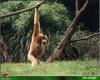 Gibbon (Hylobatidae)