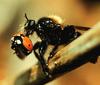 Robber Fly (Asilidae)