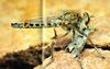 Vagator Robber Fly (Promachus vagator)