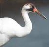 [AZE Endangered Animals] Whooping Crane (Grus americana)