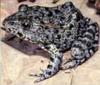 [AZE Endangered Animals] Dusky gopher frog (Rana sevosa)