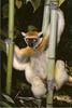 [AZE Endangered Animals] Golden-crowned sifaka (Propithecus tattersalli)