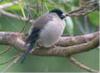 [AZE Endangered Animals] Azores bullfinch (Pyrrhula murina)