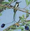 [AZE Endangered Animals] Marvelous spatuletail (Loddigesia mirabilis)