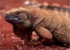 [AZE Endangered Animals] Jamaica ground iguana (Cyclura collei)
