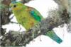 [AZE Endangered Animals] Fuertes's parrot (Hapalopsittaca fuertesi)