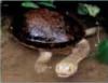 [AZE Endangered Animals] Roti Island snake-necked turtle (Chelodina mccordi)