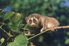 Slender Loris (Loris tardigradus)