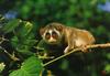 Slender Loris (Loris tardigradus)