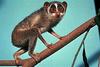 Slender Loris (Loris tardigradus)