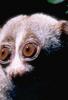 Slow Loris (Nycticebus coucang)