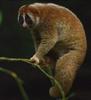 Slow Loris (Nycticebus coucang)