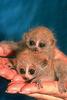 Slow Loris (Nycticebus coucang)