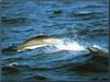 Fraser's Dolphins (Lagenodelphis hosei)