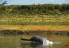 Ganges River Dolphin (Platanista gangetica)