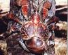 Coconut Crab (Birgus latro)