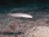 Unidentified Little Fish - What is this?