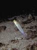 Unidentified Little Fish  - What is this?