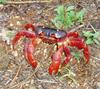 Christmas Island red crab