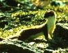 Long-tailed Weasel (Mustela frenata)  - Wiki
