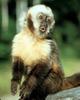 Golden-bellied Capuchin (Cebus xanthosternos)