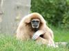 Lar Gibbon/White-handed Gibbon (Hylobates lar)