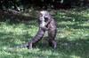 Lace monitor / Goanna (Varanus varius)