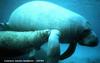 West Indian Manatee (Trichechus manatus)