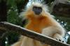 Gee's Golden Langur (Trachypithecus geei) - Wiki