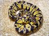 Ball Python (Python regius) - Wiki