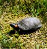 Bog turtle (Clemmys muhlenbergii)