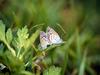 극남부전나비 Zizina otis alope (Lesser Grass Blue Butterfly)