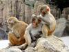 Rhesus Macaque (Macaca mulatta) - Wiki