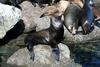 California Sea Lion (Zalophus californianus) - Wiki