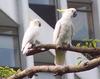 Yellow-crested Cockatoo (Cacatua sulphurea) - Wiki