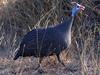 Helmeted Guineafowl (Numida meleagris) - Wiki