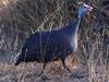 Helmeted Guineafowl (Numida meleagris) - Wiki