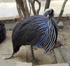 Vulturine Guineafowl (Acryllium vulturinum) - Wiki