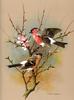 [Consigliere S4 - Basil Ede] Bullfinch