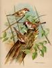 [Consigliere S4 - Basil Ede] Tree Sparrow And House Sparrow