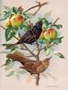 [Consigliere S4 - Basil Ede] Blackbird Male And Female