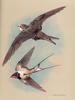 [Consigliere S4 - Basil Ede] The Swift And Swallow