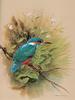 [Consigliere S4 - Basil Ede] The KingFisher