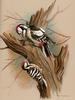 [Consigliere S4 - Basil Ede] The Pied Woodpecker And Barred Woodpecker